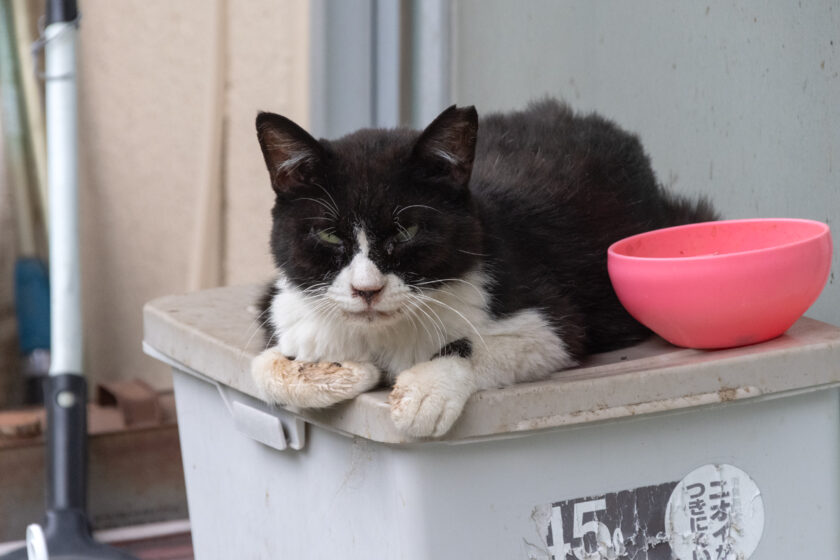 川崎市の猫