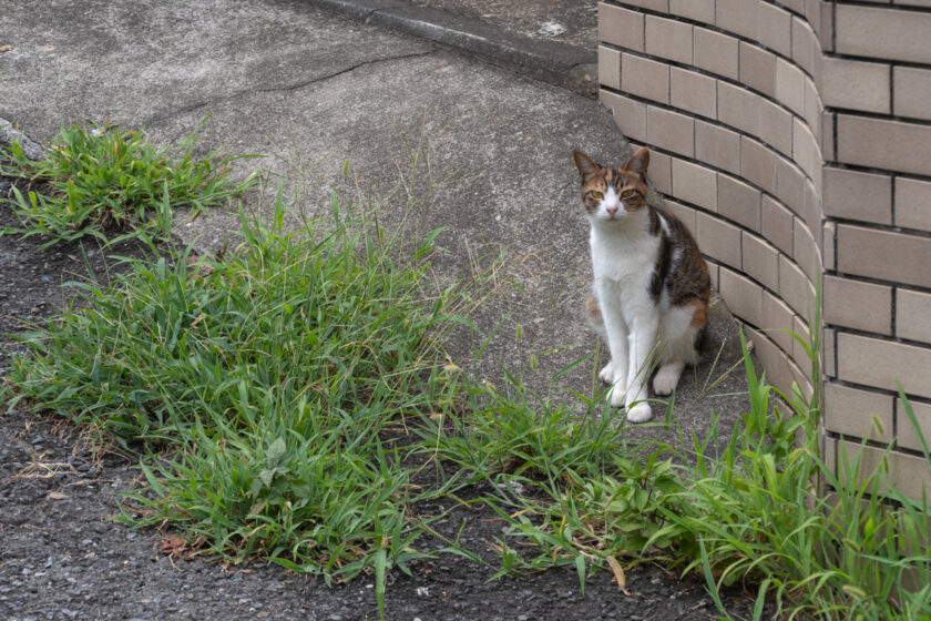 川崎市の猫