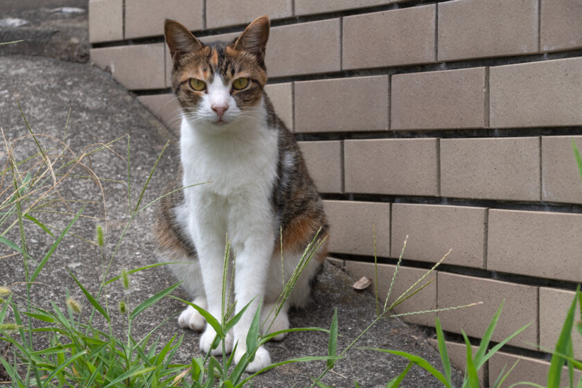 川崎市の猫