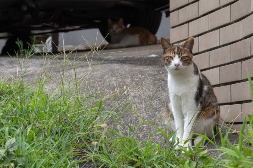 川崎市の猫