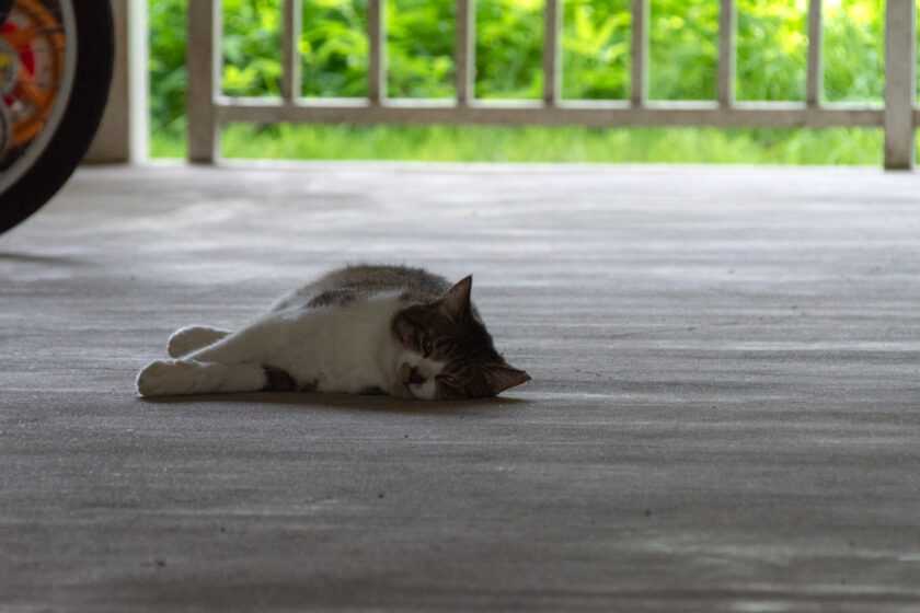 八王子市の猫