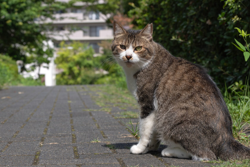 八王子市の猫