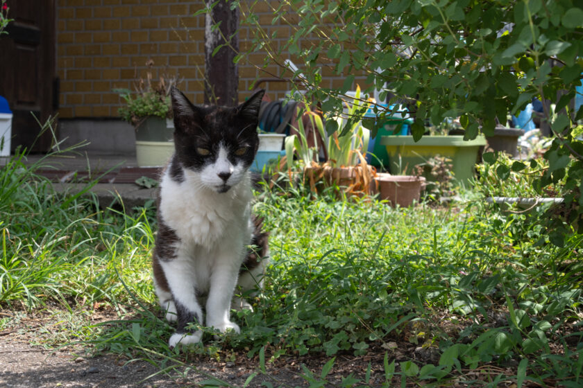 相模原市の猫