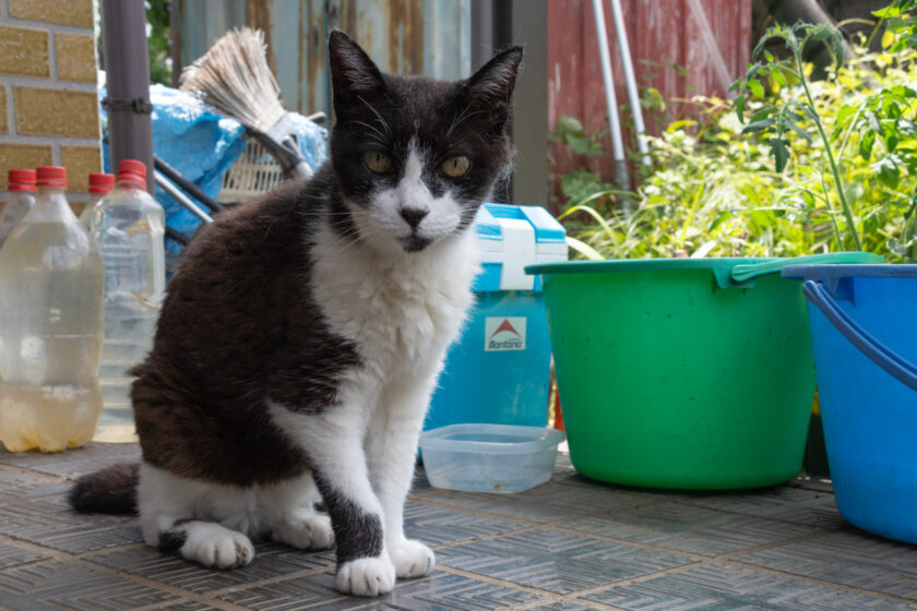 相模原市の猫