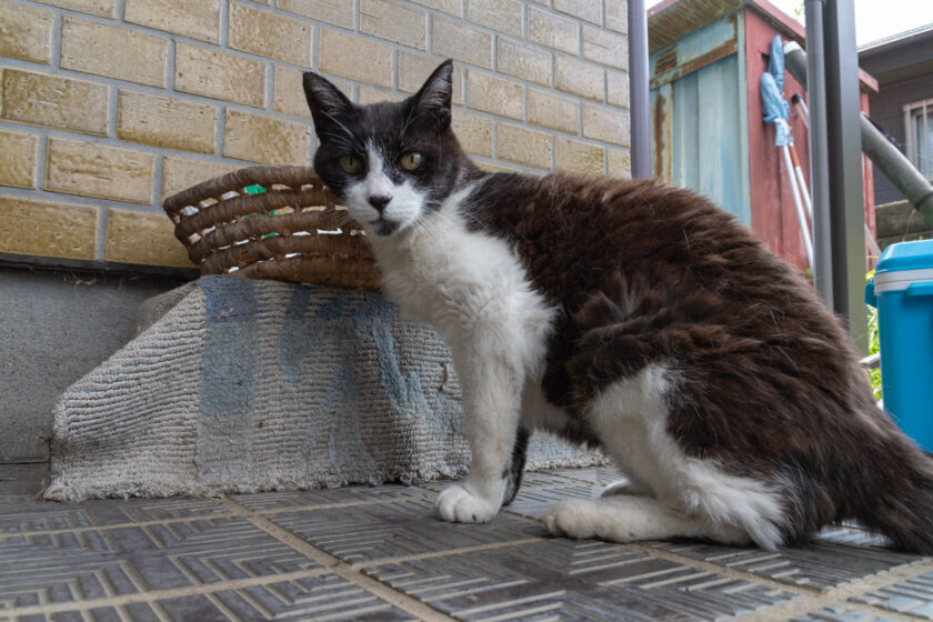 相模原市の猫