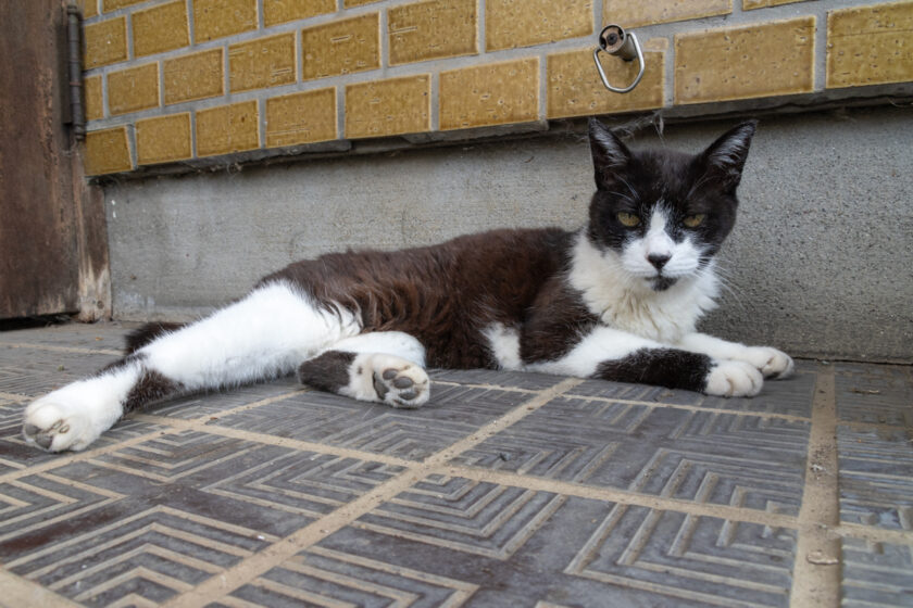 相模原市の猫