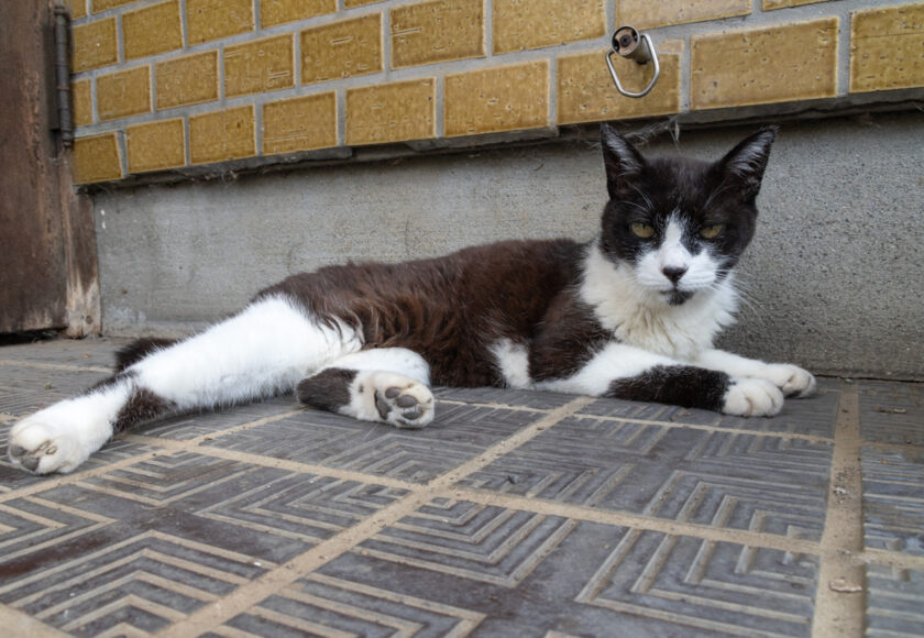 相模原市の猫