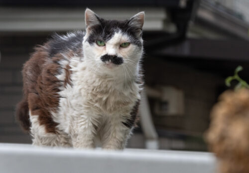 立川市の猫