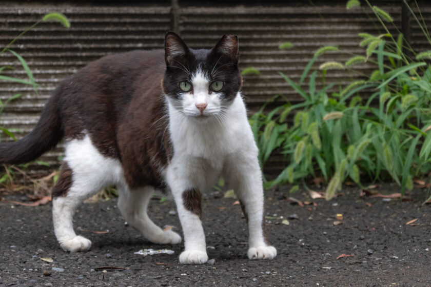 立川市の猫