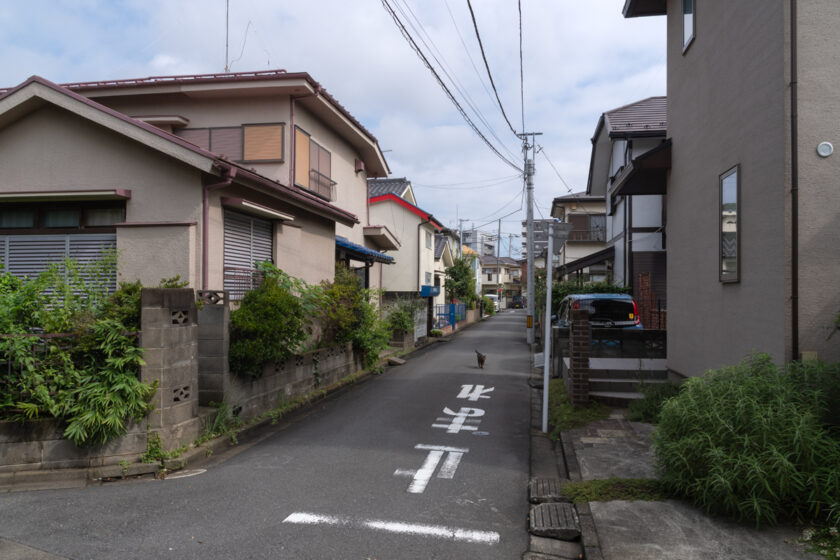 立川市の猫