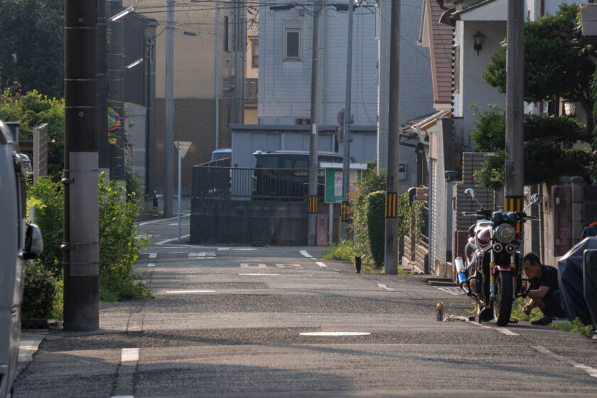 八王子市の猫