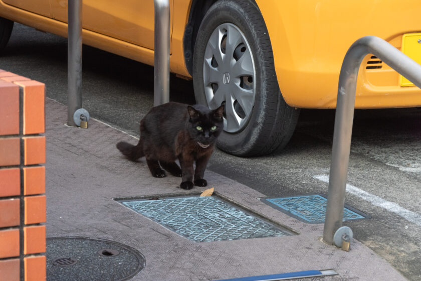 八王子市の猫