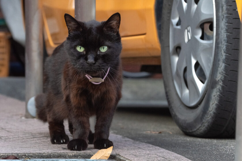 八王子市の猫