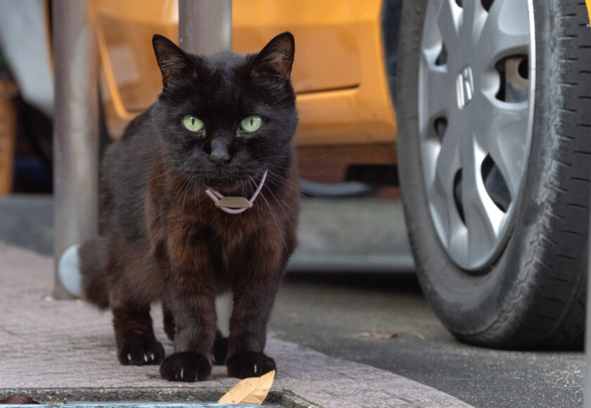 八王子市の猫