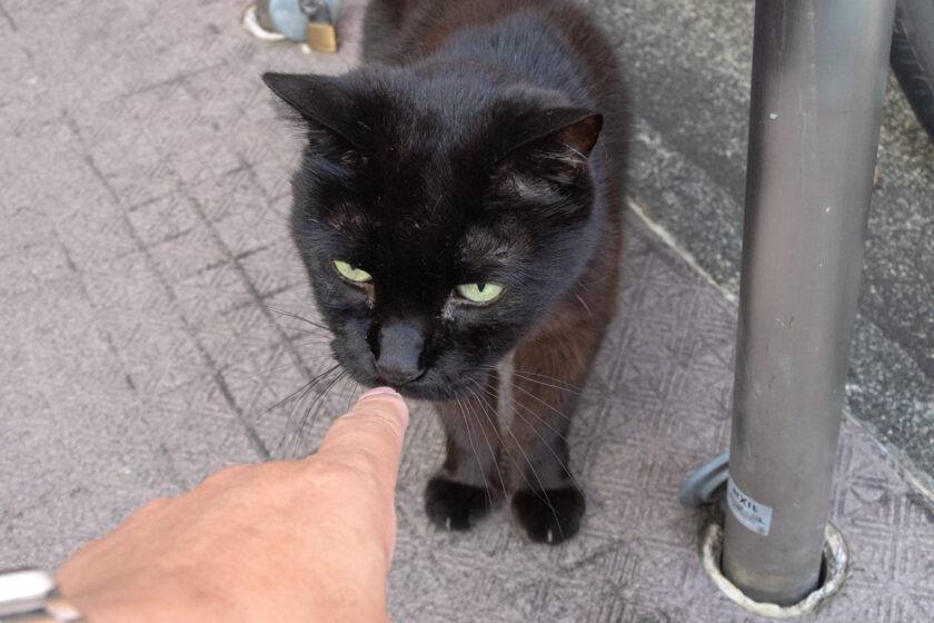 八王子市の猫