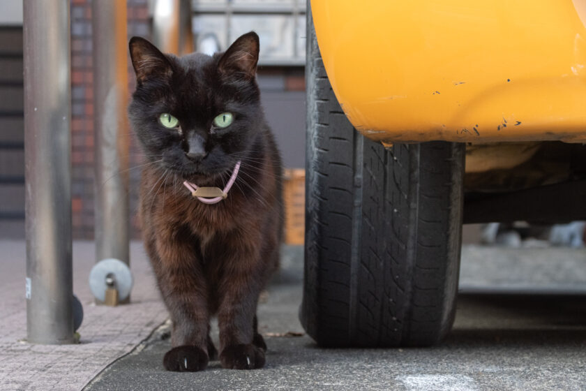 八王子市の猫