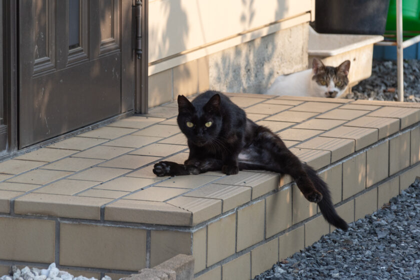 八王子市の猫