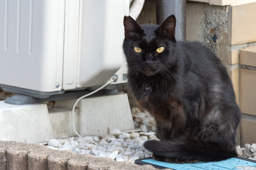 八王子市の猫