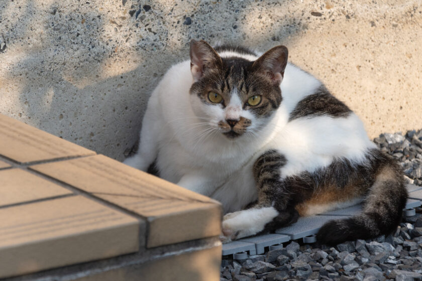 八王子市の猫