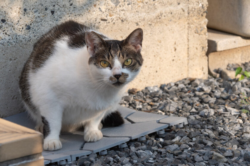 八王子市の猫