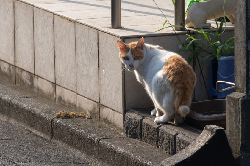 八王子市の猫