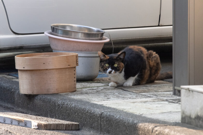 八王子市の猫