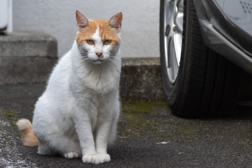 八王子市の猫