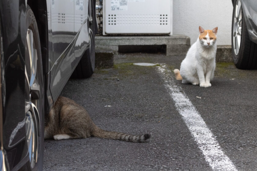 八王子市の猫