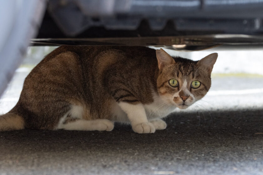 八王子市の猫