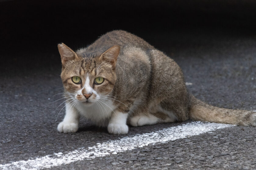 八王子市の猫