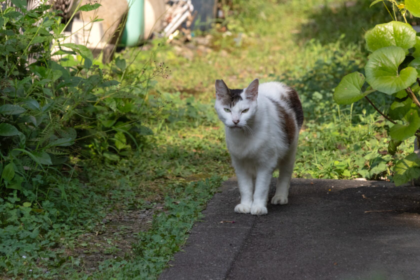 八王子市の猫