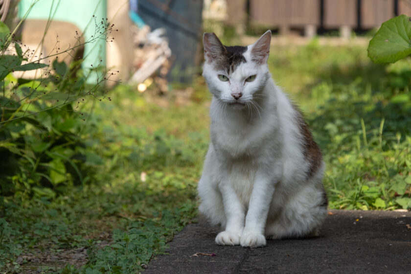 八王子市の猫