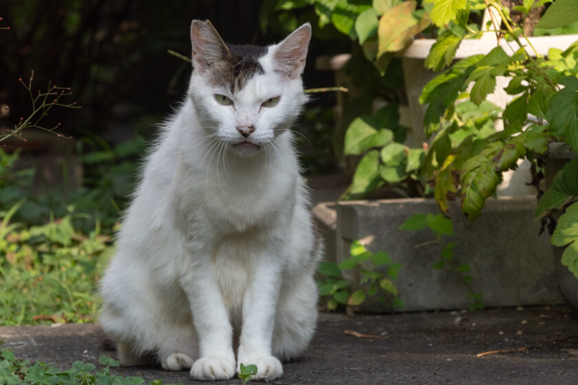 八王子市の猫