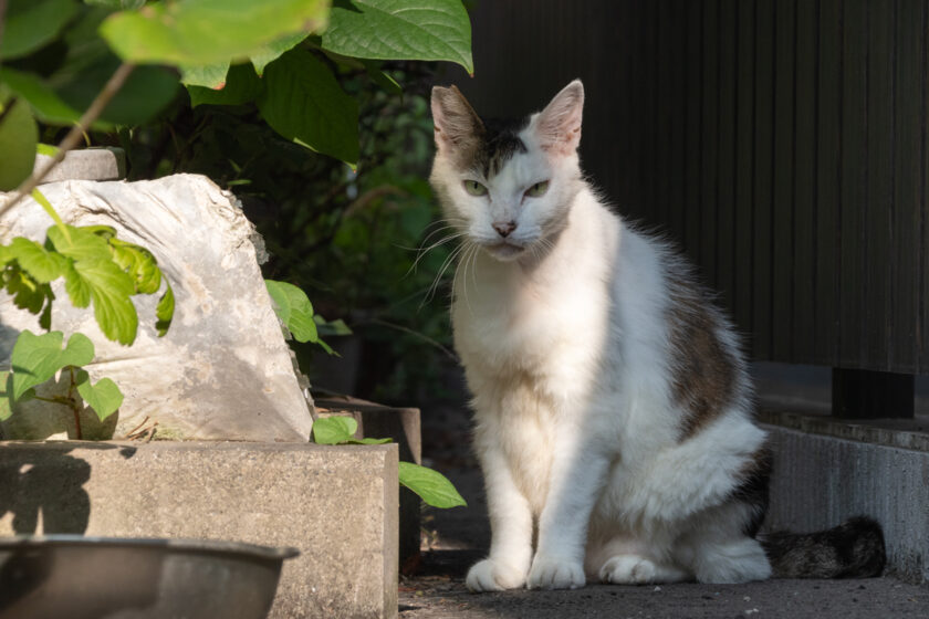 八王子市の猫