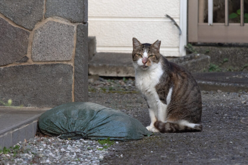 昭島市の猫