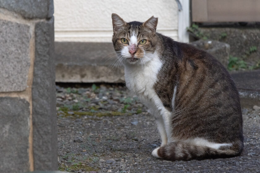 昭島市の猫