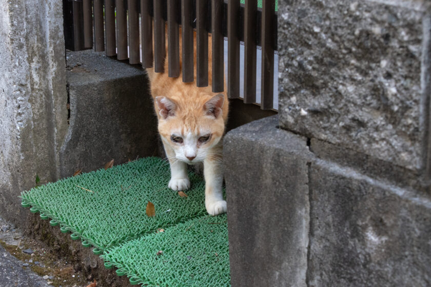 昭島市の猫