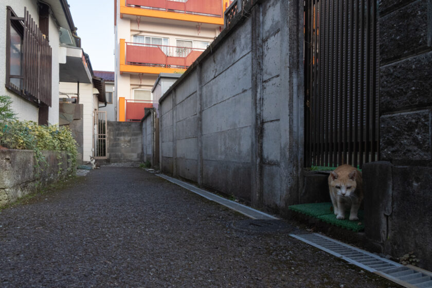 昭島市の猫