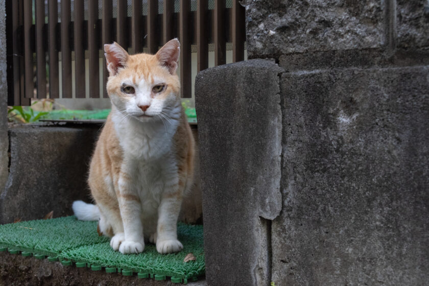 昭島市の猫