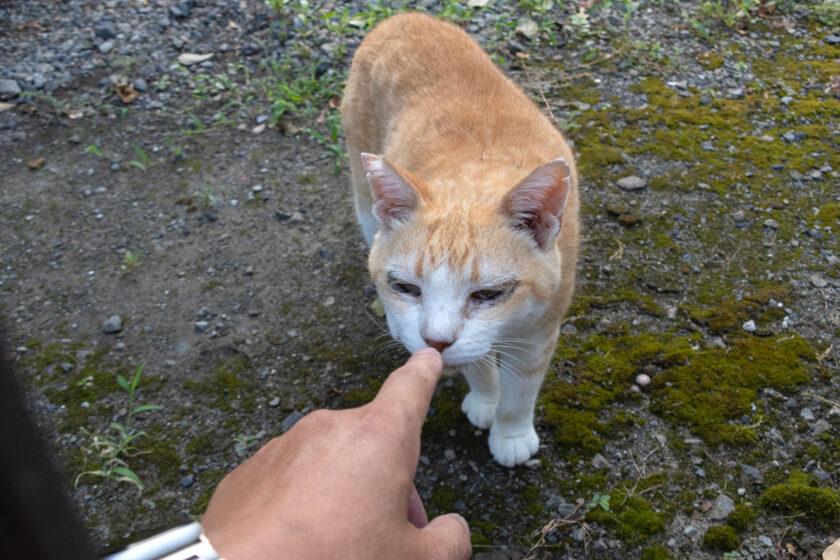 昭島市の猫