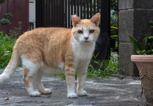 昭島市の猫