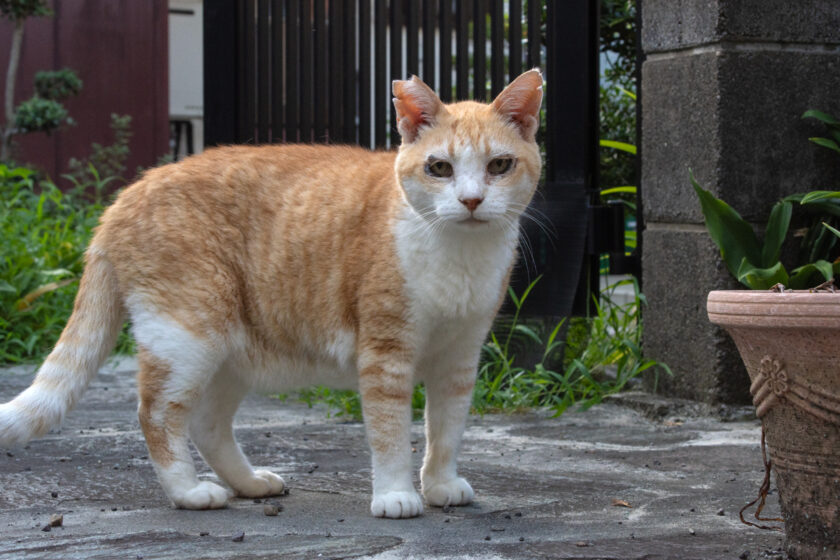 昭島市の猫