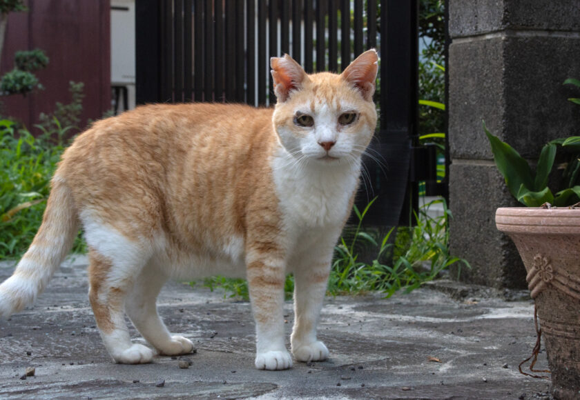 昭島市の猫