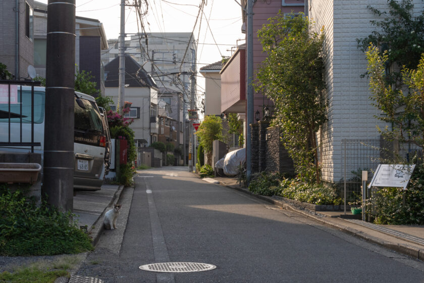 昭島市の猫