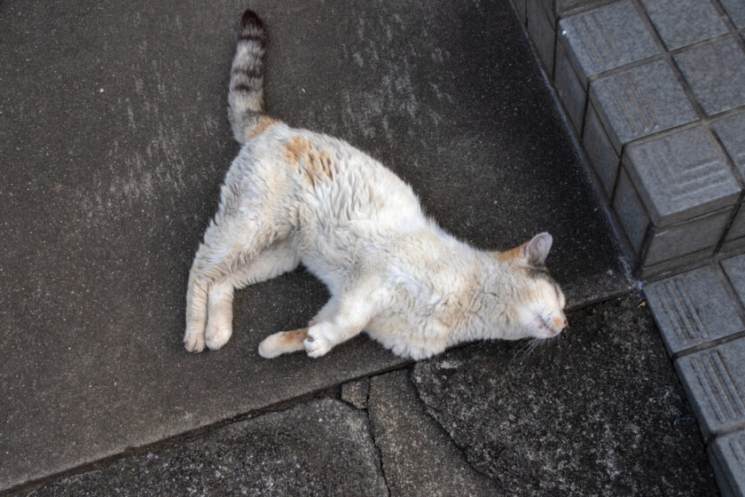 昭島市の猫