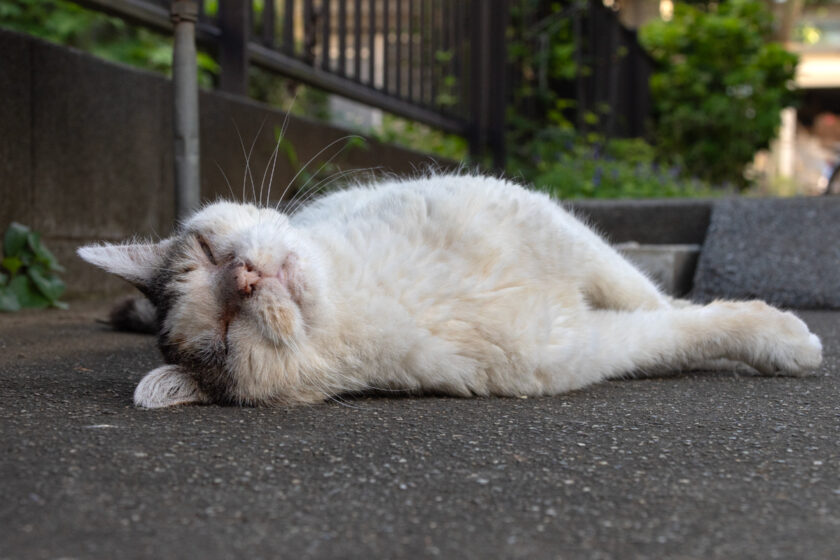 昭島市の猫