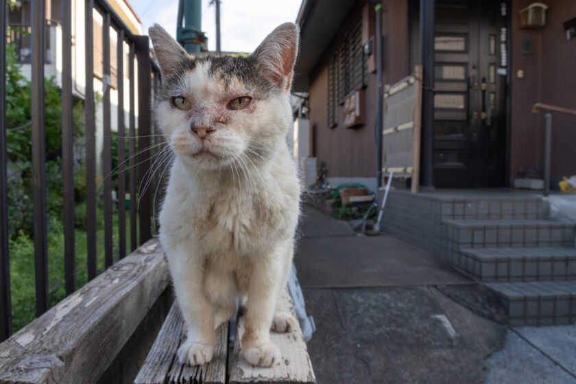 昭島市の猫