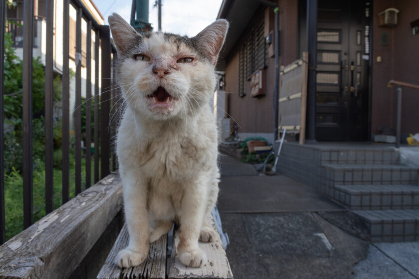 昭島市の猫