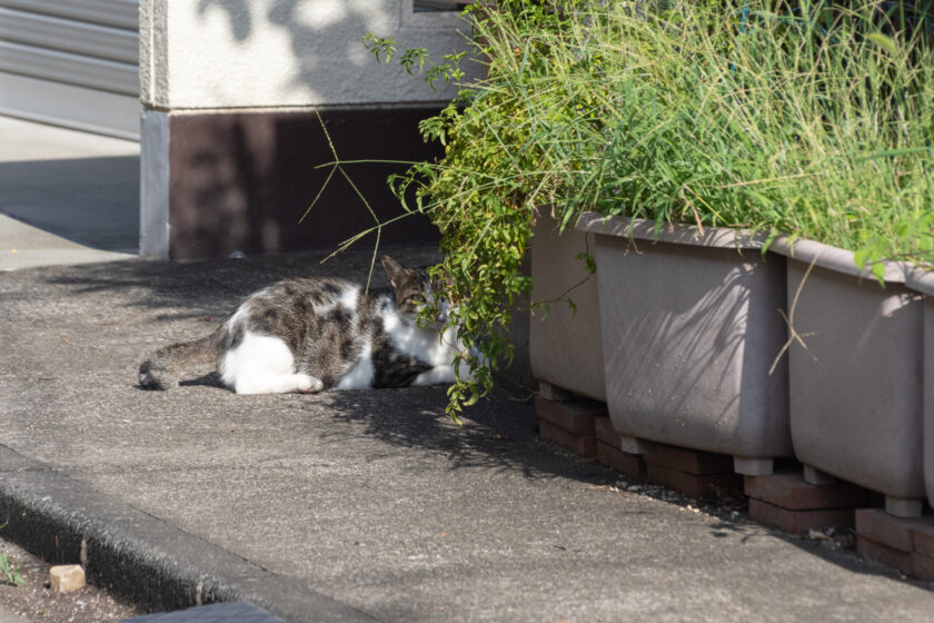 昭島市の猫