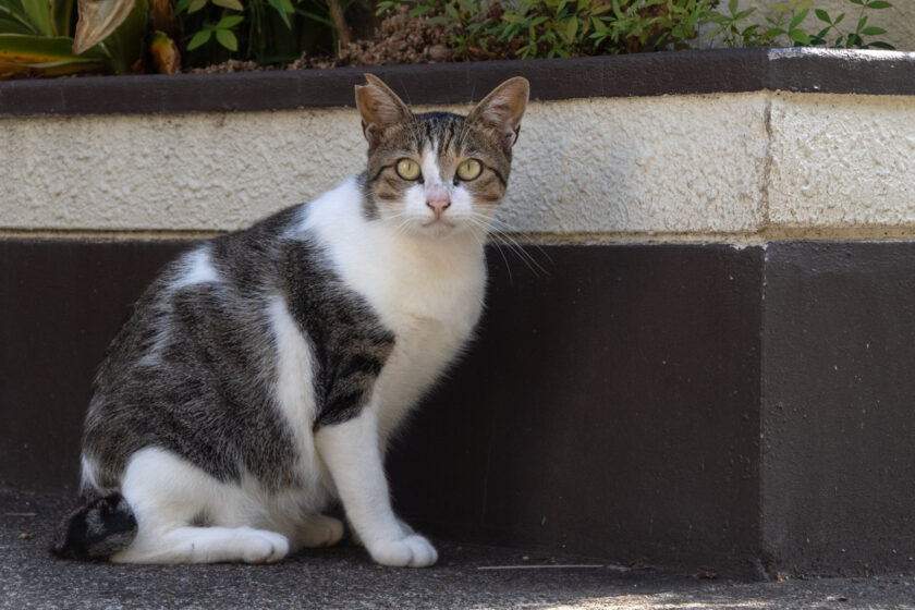 昭島市の猫